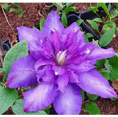 Clematis Großblütige Daniel Deronda 1L - Pflanze für Anfänger und professionelle Gärtner - Ideal für Kleingarten, Garten - Schöne Pflanze mit ungewöhnlichen Blüten - Genießen Sie jeden Tag ihre Farben