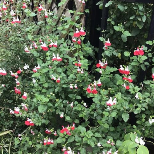 Semi di salvia, semi di Salvia japonica, semi di aromatiche da giardino 550pcs