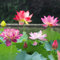 KituT 100 Stück Lotus-Samen, Wohnung gemischt, winterharte Pflanzen für Garten, Bonsai-Samen, Wasser-Lotus-Samen, Balkon, Lotus-Blumensamen, Blumensamen