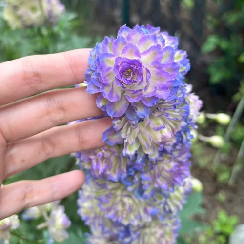 semi resistenti di delphinium rampicanti resistenti, biologici di delphinium, balcone, decorazione giardino 100pcs