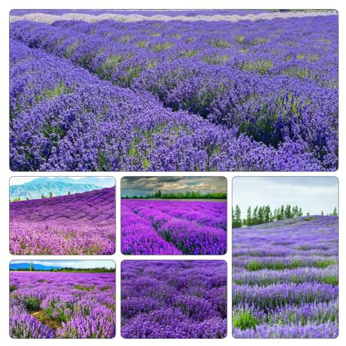 semi di lavanda, recisi giardino interno decorazione 600pcs