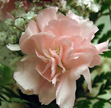 100 teile/beutel, nelkensamen, dianthus caryophyllus, topfpflanzen, pflanzjahreszeiten, blühende pflanzen