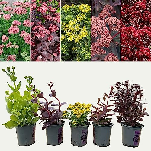 Sedum 'Stonecrop' 6 Plant Mix in 9cm Pots - Ready to Plant