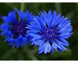 Non GMO Bulk Cornflower/Bachelor Button Flower Seeds - Tall Blue Centaurea cyanus (1/2 Lb)