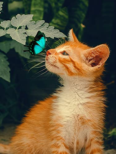 EXQULEG DIY Diamond Painting Kits, Katze Uhr Schmetterling 5D Diamant Painting, Rund Diamant Set Voller Bohrer Strass Stickerei Kreuzstich Bilder für Home Wall Büro Dekoration (Cat Butterfly,60x90cm)