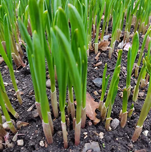 30x Germinated Garlic Cloves Seeds 'Provence Wight' for Large Bulbs UK