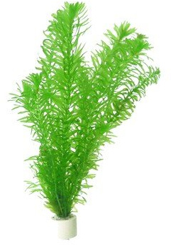 Egeria densa/Elodea densa - 1 Bouquet - Plante Vivante pour Aquarium