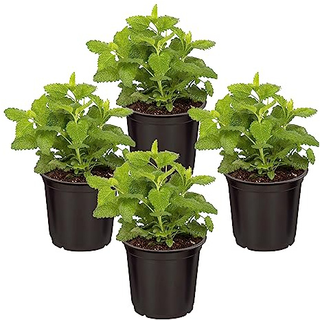 Live Aromatic and Edible Herb - Lemon Balm (4 Per Pack), Naturally Reduces Stress and Improves Air Quality, 8 Tall by 4 Wide