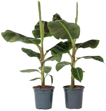 Plant in a Box - Set di 2 - Musa 'Dwarf Cavendish' - Pianta da appartamento - Pianta di banano - Vaso 21cm - Altezza 90-100cm
