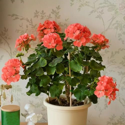 50 pcs geranien samen hängend mehrjährig, Geranie, balkonpflanzen, alte sorten saatgut geranien pflanzen echt (Pelargonium hortorum) schnittblumen samen, zimmerpflanzen samen frühlingsblumen,