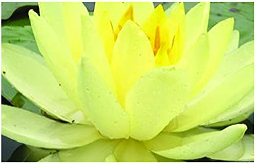 Lincolnshire Pond Plants Ltd - Yellow Sensation Water Lily - Pond Plants - MW30-Potted