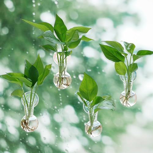 Bunmery Lot de 4 postes de propagation de fenêtre, ventouses en plastique, faciles à installer, pot de fleurs à suspendre, vase en plastique sans clous