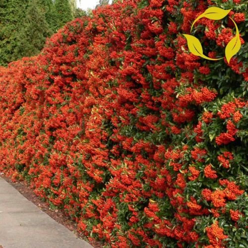 SCARLET Feuerdorn Pyracantha Coccinea 50 Samen