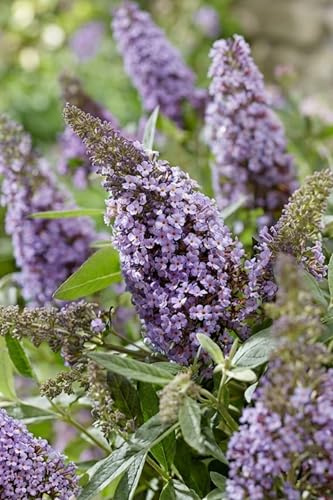 Pianta di Buddleja Davidii Albero delle Farfalle pianta ornamentale da esterno pianta vera da fiore vari colori venduta da eGarden.store (Buddleja Davidii Butterfly Candy Lilla Sweetheart v.24 cm)