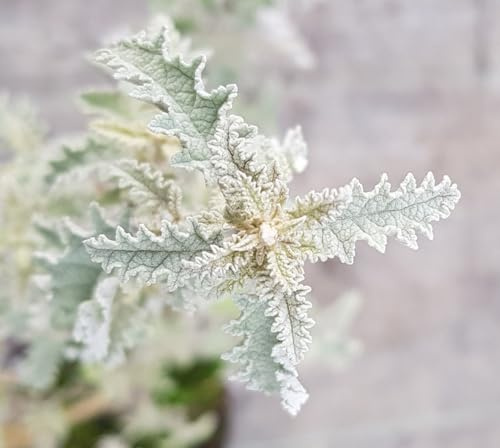 Buddleia glomerata/Arbre aux papillons/Conteneur de 3 à 4 litres/Arbuste parfumé
