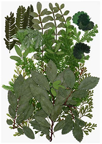 Milisten Dried Leaves Dried Flowers Real Dried Pressed Leaves Mixed Multiple Colorful Dry Leaves Flowers for Resin Art Craft DIY Accessories (Style 1)