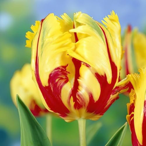 Lot de 10 Bulbes de Tulipe Texas Flamme - La Main Verte