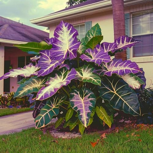 200 Graines d'Oreilles d'Éléphant, Plantes Vivaces, Amour de l'Ombre, Feuillage Imposant pour Jardin et Patio (Mélanger)