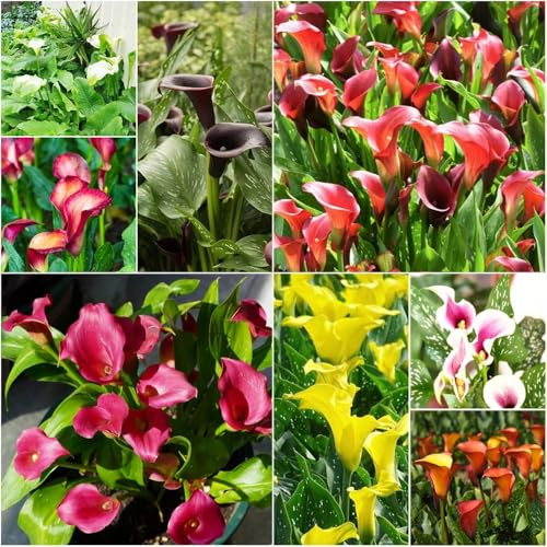 bulbos de cala - balcón resistentes balcón jardín cala temprana perennes resistentes interior exóticas 5pcs