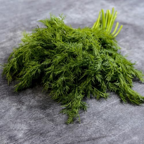 semillas de eneldo perenne resistente - jardín orgánicas 100pcs