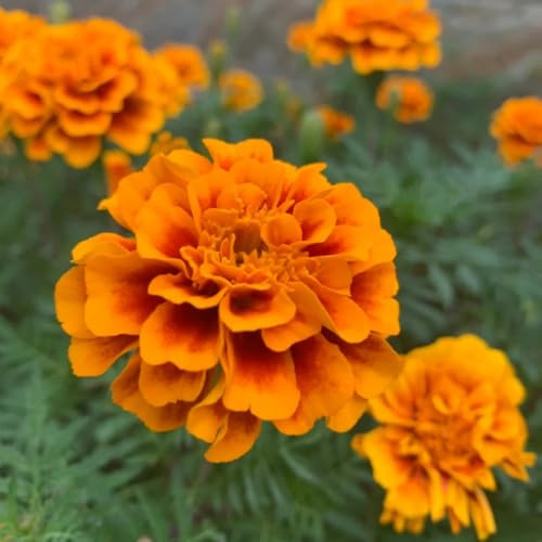 Semillas de caléndula - resistentes Tagetes patula - Decoración de jardín para exteriores semillas de para balcon raras 50pcs
