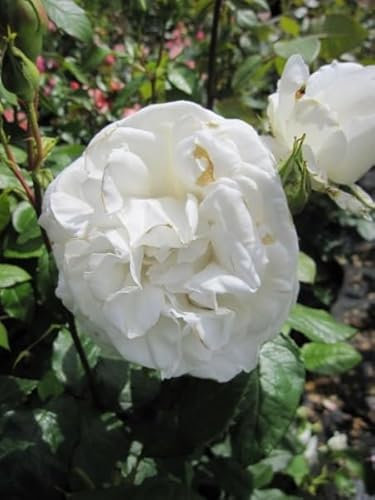 Edelrose Anapurna ® - Rosa Annapurna ® - Teehybride - reinweiß - Duft++++ - Dorieux -Rose