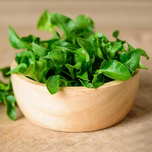 semillas de berros organicas resistentes de silvestres, berro para camas elevadas, jardín de para balcón 125pcs