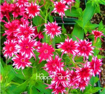 SEEDSOWN 2018 100 Pcs Phlox, Phlox Graines de Graines Bonsai Phlox 10 Couleurs Jardin Potted DIY