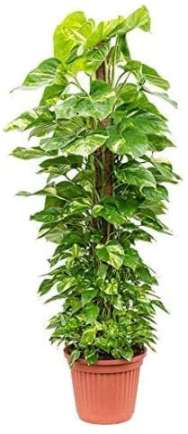 Houseplant - Devil's Ivy - Scindapsus Aurea Moss Pole- 1m Pole