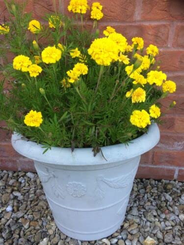 FRENCH MARIGOLD - HONEYMOON - 350 seeds - Tagetes patula - Dwarf double flowers