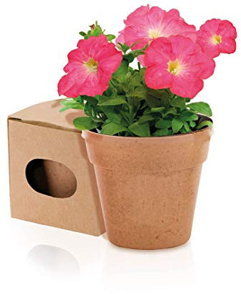 Lote de 25 Macetas Biodegradables ECO + 5-8 Semillas Petunias - Plantitas, Maceteros para Detalles y Recuerdos Invitadas Bodas