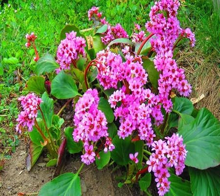 100pcs of Bergenia Flower Seeds
