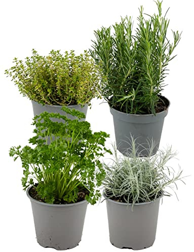 ZynesFlora Italiennes Herbes Fraîches Aromatiques Plantes en pot de fleurs Ø 14 cm - Lot de 4 - hauteur : 12-15 cm - Herbes Aromatiques Interieur Jardin Romarin Thym Lavande Sauge et Origan