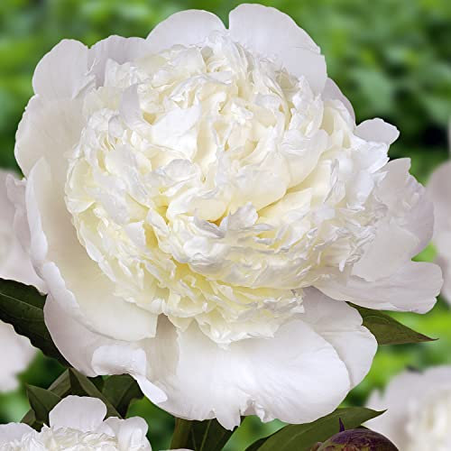 Pivoine White Passion (1 racine), grande pivoine hybride, vivace résistante à l'hiver, plantes de Hollande pour jardin et pot (pas de graines, bulbes et non artificielles)