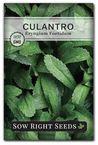 Sow Right Seeds - Culantro Seeds for Planting - Non-GMO Heirloom Packet with Instructions to Grow a Kitchen Herb Garden - Great Addition to Your Cooking - Unique and Zesty Herb from Puerto Rico