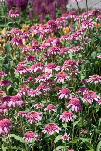 Echinacea purpurea 'Razzmatazz' ca. 11x11 cm Topf - Purpur-Sonnenhut, gefüllte rosa Blüten, Blütezeit Juli-September, bienenfreundlich, ideal für Rabatten, pflegeleicht