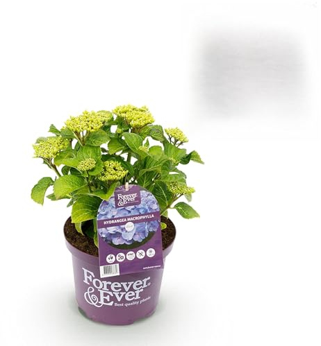 Hortensia - Hydrangea Forever & Ever - Azul - 7-12 Flores - Planta en terraza - 40-55cm - Ø23cm - Planta de jardín