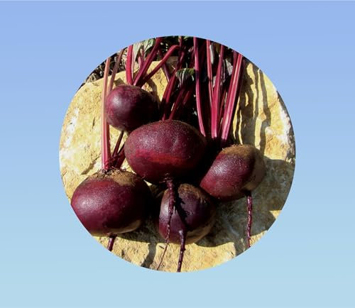 1000 Graines de Betterave Égyptienne - Betterave Plate, Variété Précoce et Facile à Cultiver