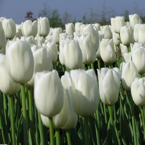 Los bulbos de tulipán son bulbos resistentes al frío que se pueden plantar tanto en el norte como en el sur, son fáciles de cuidar y florecen bien.-10 bulbos-e