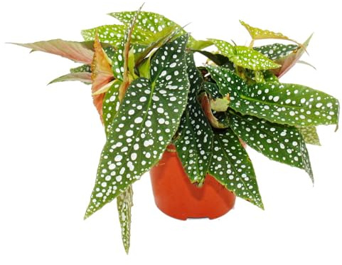 exotenherz Begonia de dos puntos - Begonia maculata 'Double Dot' - Maceta de 12 cm