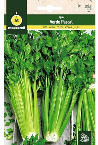 Mascarell Semillas, APIO, Semillas Huerto, APIO VERDE PASCAL, Crea tu Propio Huerto Urbano y Cultivo en Casa, Plantas Hortícolas, 3 Gramos