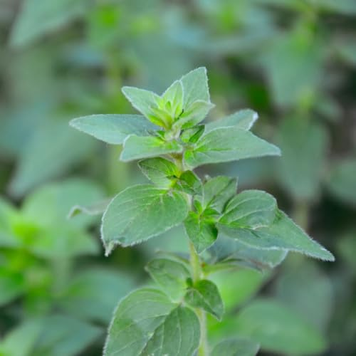 semillas de mejorana perennes resistentes - jardín de rocas 100pcs
