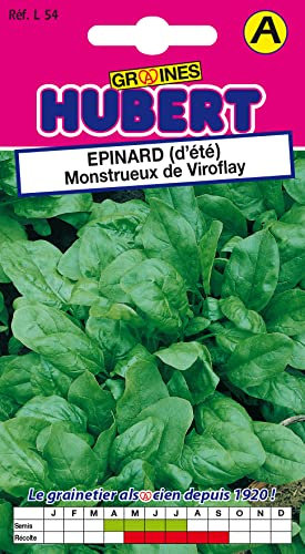 Graines d'Epinard (d'été) Monstrueux de Viroflay - 10 grammes