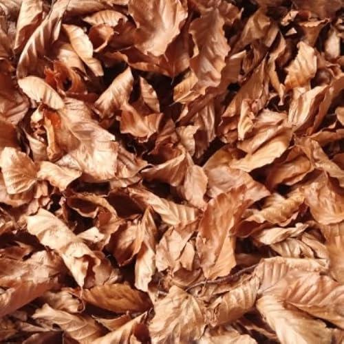 Generisch Buchen Blätter - Futter für Garnelen, Schnecken und Krebse (5g)