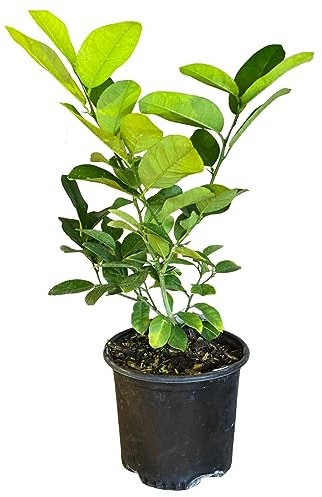 Limonero Natural Cultiva tu Propio Árbol Frutal de Limones en Casa