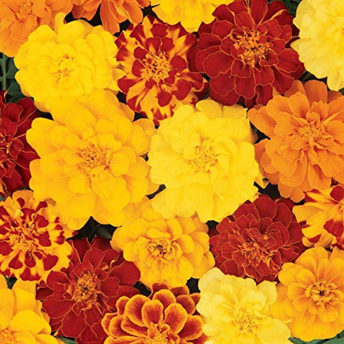 50 Marigold Tagetes Patula French Double Brocade Mix Seeds - 50 Seeds