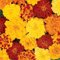 50 Marigold Tagetes Patula French Double Brocade Mix Seeds - 50 Seeds