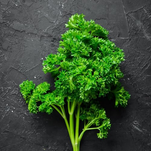 semillas de perejil organicas, jardín de interior, balcón, cobertura del suelo, 100pcs