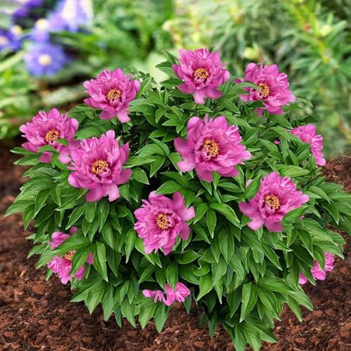 Peonia Itoh Purple Passion (1 planta), híbrido de peonía grande, planta perenne resistente al invierno, plantas de Holanda para jardín y maceta (no semillas, bulbos ni artificial) (Violeta)