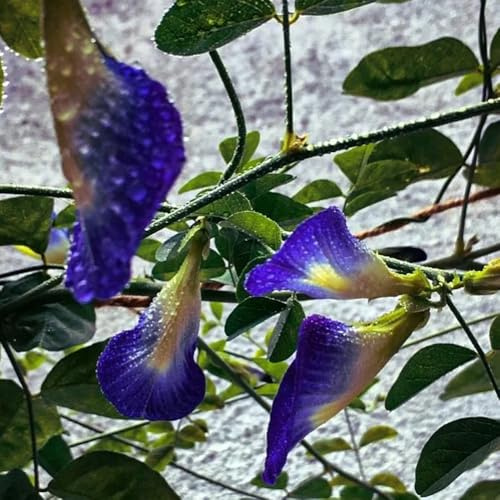semi di pisello farfalla, esotici, biologici Clitoria ternatea, giardino roccioso sono resistenti 500pcs